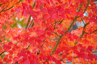 Autumn on Jensen Way